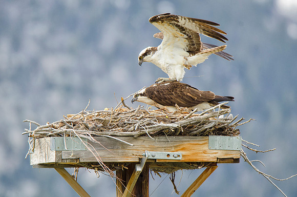 Pair of Ospreys