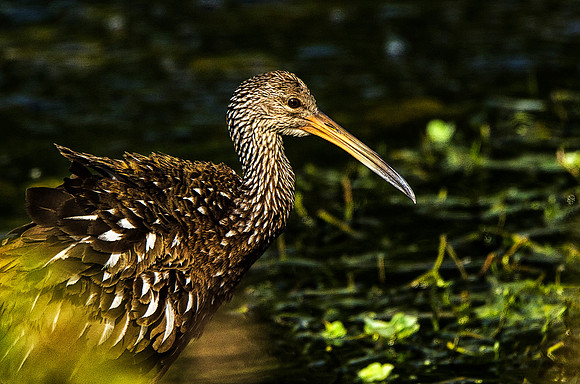 Limpkin #1