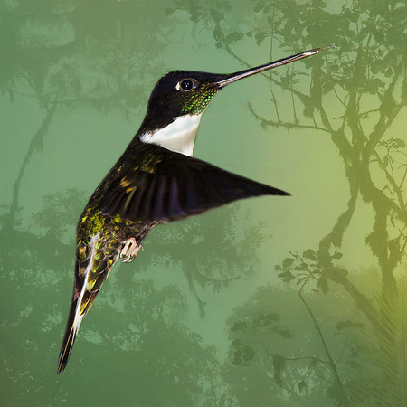 Collared inca hummingbird