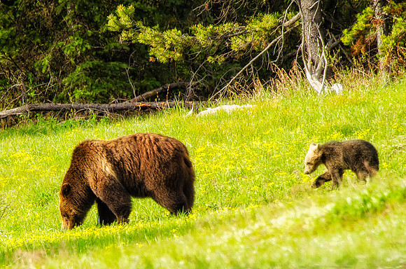 Mamma 399 and her cub