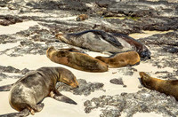 Galapagos sea lions