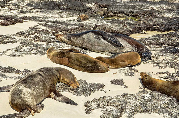 Galapagos sea lions