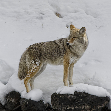 Coyote hunting #2