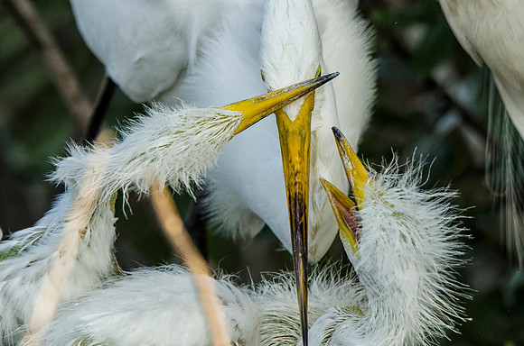 Feeding time at the great egret nest
