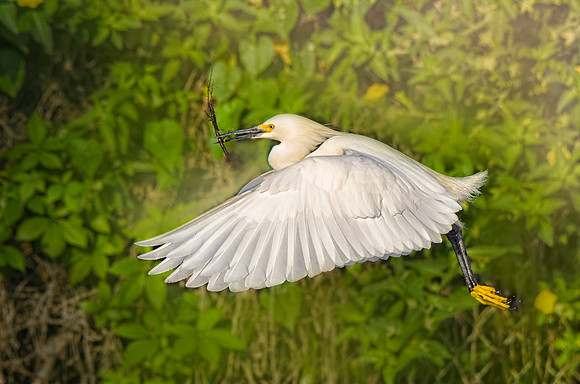 Snowy egret with nesting material