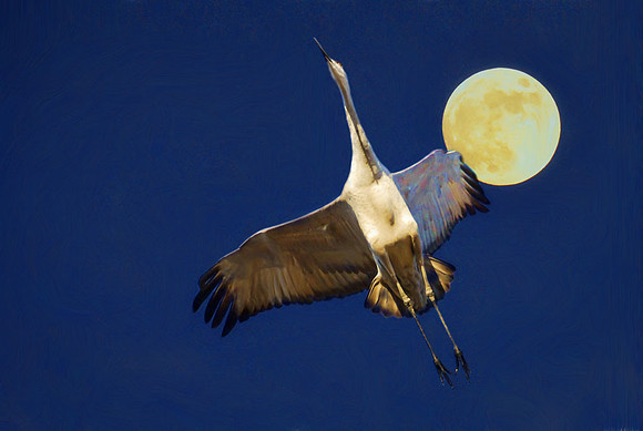 Sandhill crane and full moon
