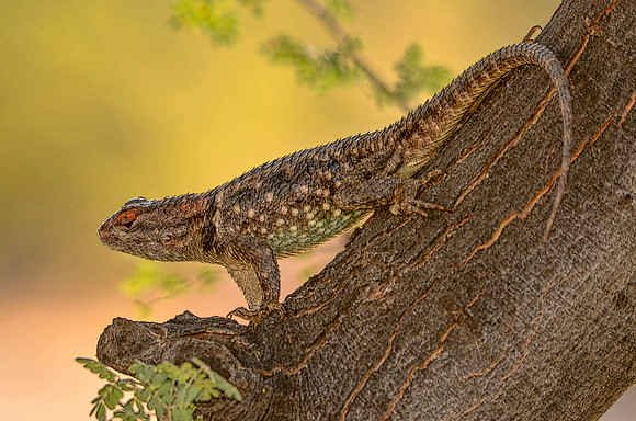 On alert
