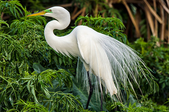 Great egret male in breeding plumage
