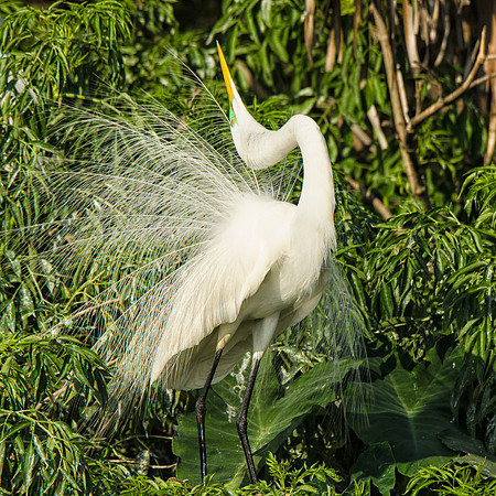 Displaying male great egret