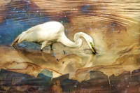 Great Egret #4