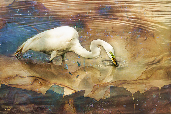 Great Egret #4