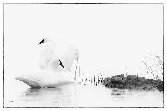 Trumpeter swans #3