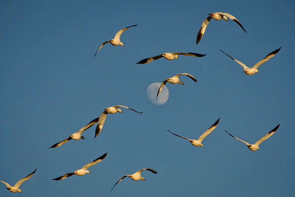 Snow geese and a rising moon