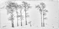 Aspens, Lamar Valley