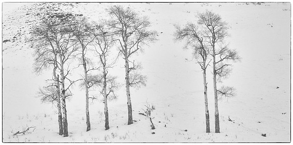 Aspens, Lamar Valley
