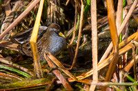 Sora rail