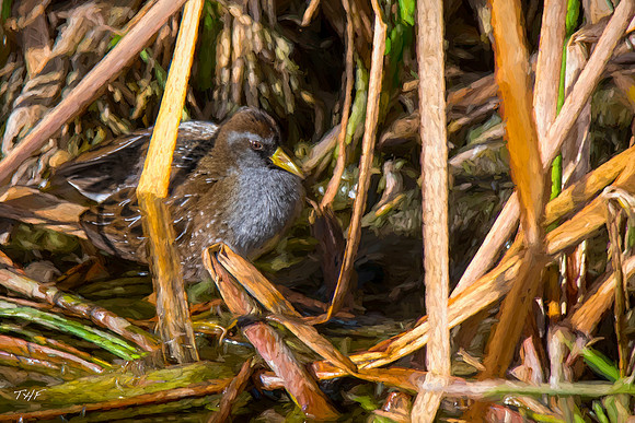 Sora rail