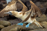 Female blue-footed booby taking off