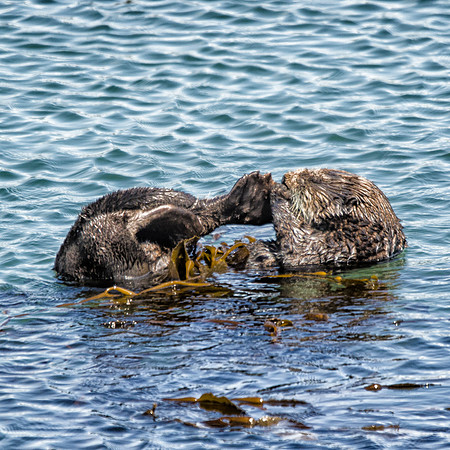 Sea otters #3