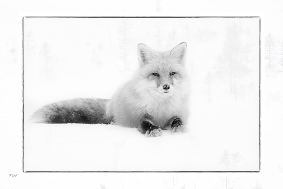 Red fox #3
