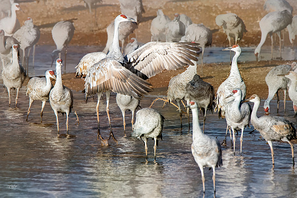 Sandhill cranes