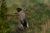 Young male blue-throated hummingbird