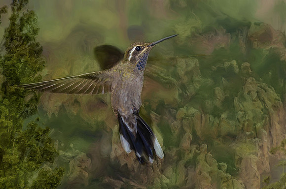 Young male blue-throated hummingbird