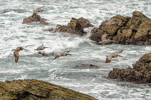 Brown pelicans and crashing waves