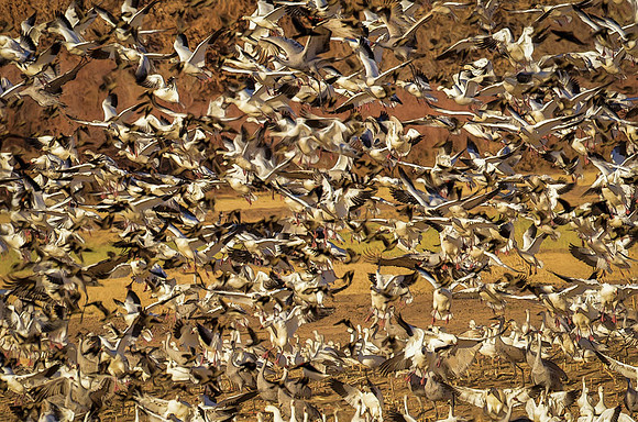 Snow goose cacaphony