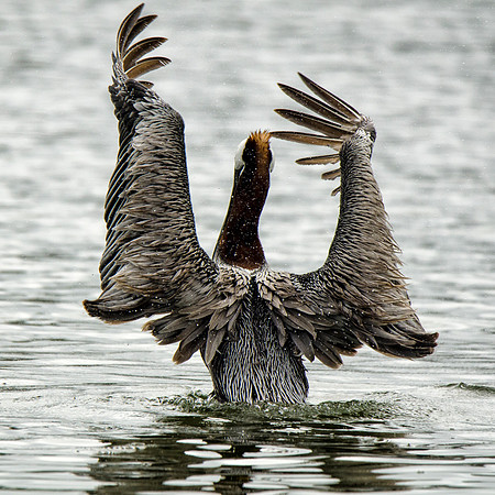 Brown pelican #2