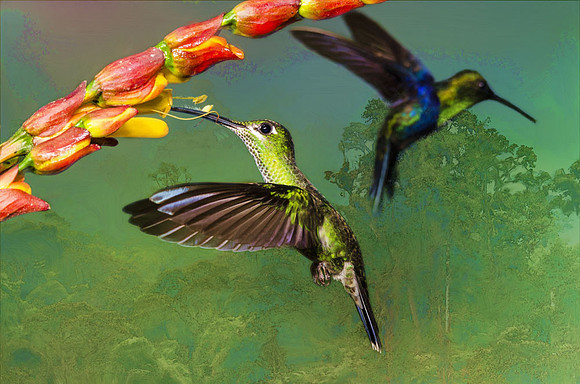 Green-crowned brilliant and green-crowned woodnymph hummingbirds