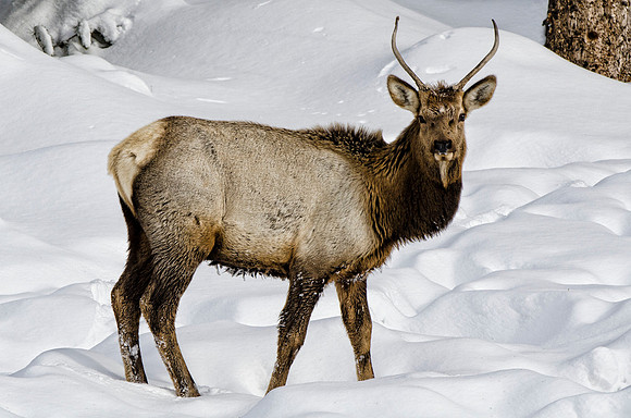 Young stag elk