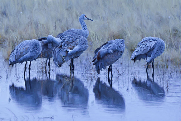 Cranes on a cold predawn morning