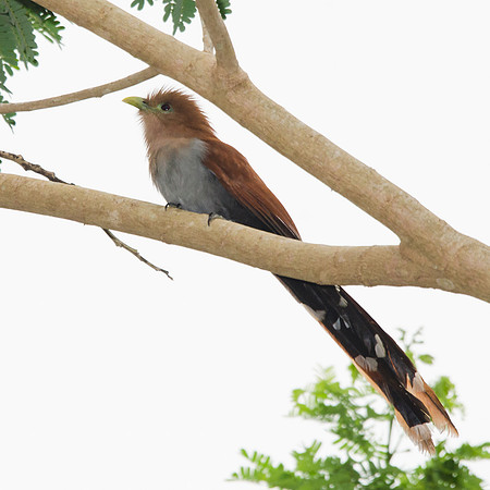 Squirrel cuckoo
