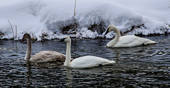 Trumpeter swan family