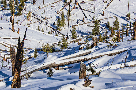 Forest regeneration #1