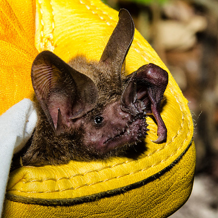 Fringe-lipped bat