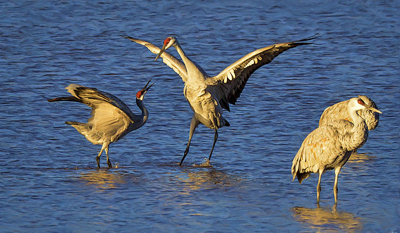 Crane dancing #1