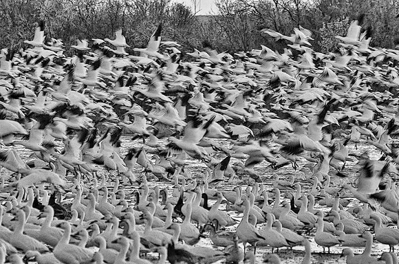 Snowgoose blastoff #2