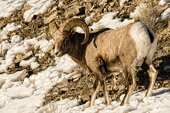 Rocky Mountain bighorn #2