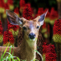 An urban mule deer