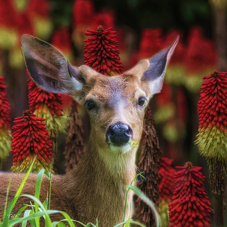 An urban mule deer