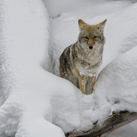 Coyote hunting #5