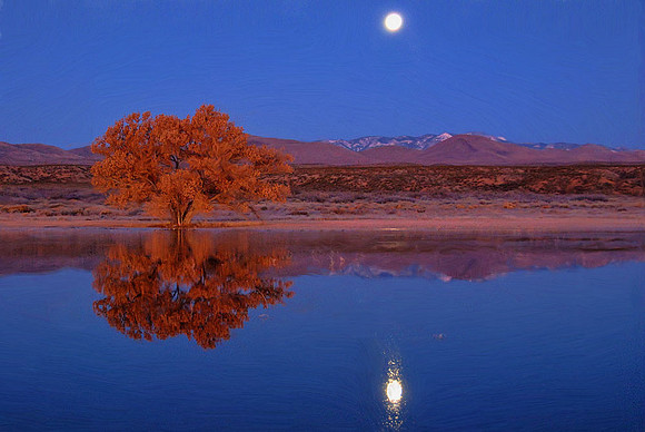 Moonset over 'The Tree'