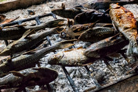 Catfish on the grill