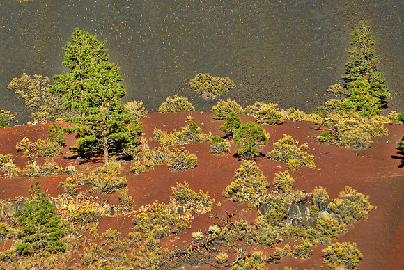 Plants on cinder cones, Sunset Crater National Monument
