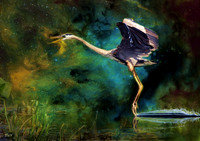 Great Blue Heron