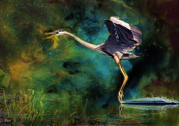 Great Blue Heron