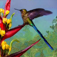Violet-tailed sylph hummingbird
