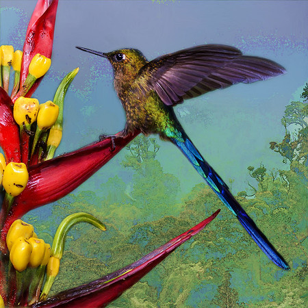 Violet-tailed sylph hummingbird